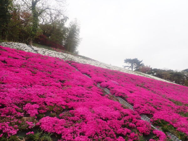 赤色の芝桜