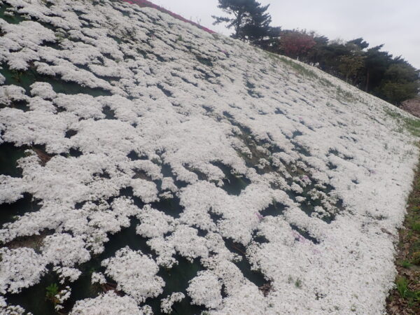 白い芝桜